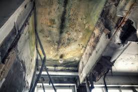 Mold Removal for HVAC Installations in Warrior, AL